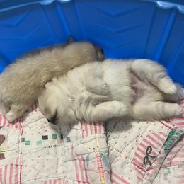 Pomeranian Puppies from Brumback Poms