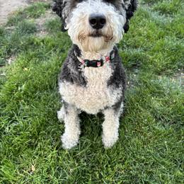 Millie - Bernedoodle