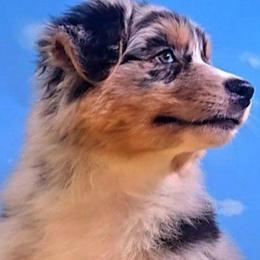 Webey - Blue merle male Australian Shepherd puppy in Waddell, Arizona from Winsome Aussies