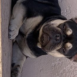 Penny - French Bulldog