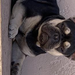 Penny - French Bulldog