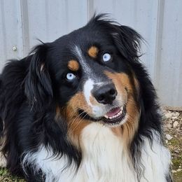 Blu - Australian Shepherd
