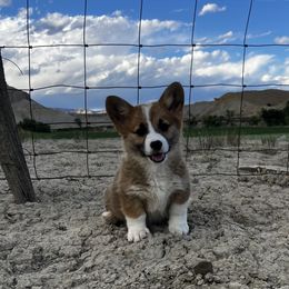 Male 3 - Sable male Pembroke Welsh Corgi puppy in Clawson, Utah from Nielsen's Straight Arrow Corgis