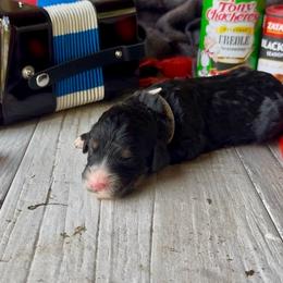 Filé - Tri-color female Bernedoodle puppy in Carencro, Louisiana from Southern Bayou Poodles and Doodles