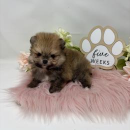 Tulip - Cream sable female Pomeranian puppy in Concord, California from Eelan’s Poms