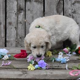 Golden Retriever Puppies from Lightning Oak Acres
