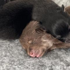 Finnish Lapphund Puppies from Tulikettu Kennel