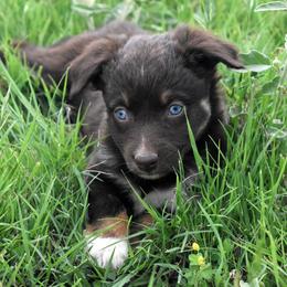Halo - Red female Australian Shepherd puppy in San Tan Valley, Arizona from Mott Ranch - Blazin' Sun Aussies