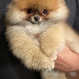 Pomeranian Puppies from Montefino Pomeranians