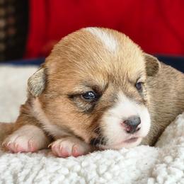 Taffy - Red female Pembroke Welsh Corgi puppy in Frontenac, Kansas from Holloway Corgis