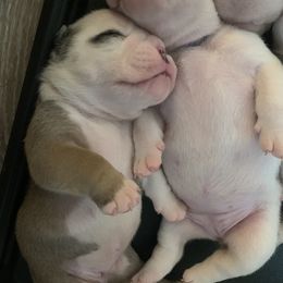 English Bulldog Puppies from Adorabulldogs