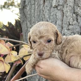 Boy 6 - Apricot Goldendoodle puppy in Bradenton, Florida from Doodle Acres