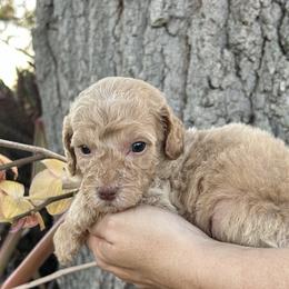 Boy 6 - Apricot Goldendoodle puppy in Bradenton, Florida from Doodle Acres