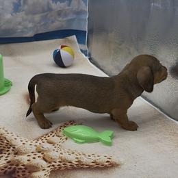 Shaded Red Wirehair Male - Red male Dachshund puppy in Killeen, Texas from Southern Dachshunds