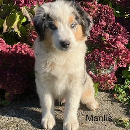 Miniature Australian Shepherd Puppies from Wren’s Nest Farm