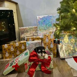 Knox - Black and silver male Miniature Schnauzer puppy in Petersburg, Indiana from Crafton Schnauzers