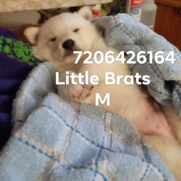 Frost Snow - Cream male Shiba Inu puppy in Colorado Springs, Colorado from Little Brats