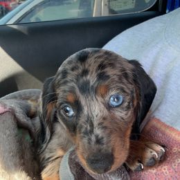 Dachshund Puppies from Dachshund Delight