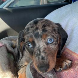 Dachshund Puppies from Dachshund Delight