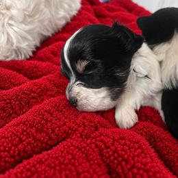 Boy 2 - Dark Blue - Parti male Yorkshire Terrier puppy in Phil Campbell, Alabama from MagnoliaYorkies