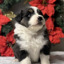Bumblebee - Black tri-color male Australian Shepherd puppy in Touchet, Washington from Northwest Rainbow Aussies and Golden Retrievers