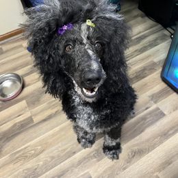 Bernedoodle, Goldendoodle, and Poodle Puppies from Poodles and Doodles By Grace