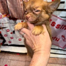 Luke - Chocolate blue male Chihuahua puppy in Palmyra, Indiana from Country Star Chihuahuas