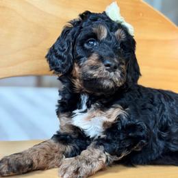 Olive (formerly Willow) - Phantom female Bernedoodle puppy in Spring, Texas from At The Cross Kennel