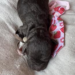 Ollie (Oleander) - Chocolate male Goldendoodle puppy in Camden, North Carolina from Oopsie Doodles of NC