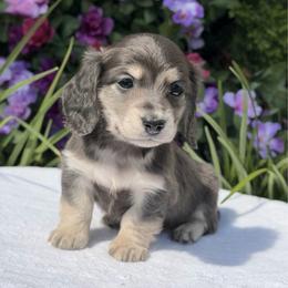 Sully - Blue and cream male Dachshund puppy in Fayetteville, North Carolina from RRD