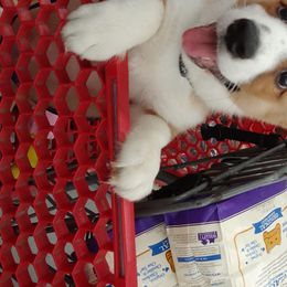 Cardigan Welsh Corgi Puppies from Solstice Kennels