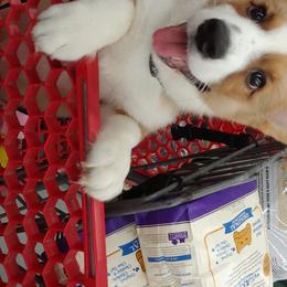 Cardigan Welsh Corgi Puppies from Solstice Kennels
