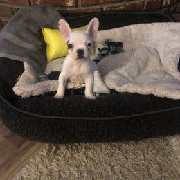 French Bulldog Puppies from 805 Founding Frenchies