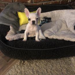 French Bulldog Puppies from 805 Founding Frenchies