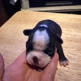 Daisy - Black and white female Boston Terrier puppy in Covington, Georgia from Tuxedo Bostons of Atlanta
