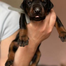 Doberman project Tisha - Black and rust female Doberman Pinscher puppy in Monroe, North Carolina from Artaks Home
