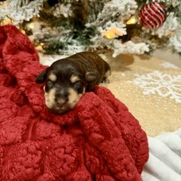 Sylt - Liver male Miniature Schnauzer puppy in Huntington, Utah from Schnauzers on Robinson Lane