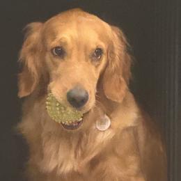 Rey Skywoofie of Golden Puppy Dog - Dark golden female Golden Retriever puppy in Aliso Viejo, California from Golden Puppy Dog