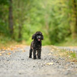 Cavapoo, Cockapoo, and Poodle Puppies from Heavenly Puppies to Love