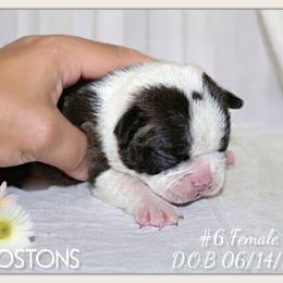 Girl 5 - Black brindle and white female Boston Terrier puppy in North Central, Vermont from Windy Valley’s Bostons