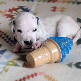 Fourth pick - White and black male Dalmatian puppy in Austin, Texas from Skye Dalmatians