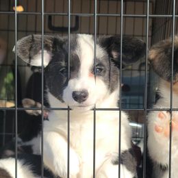 Cardigan Welsh Corgi and Dachshund Puppies from The Corgdachsunds
