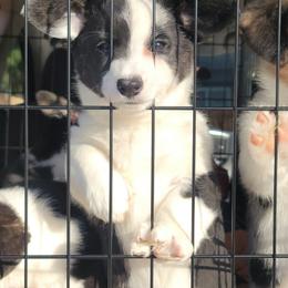 Cardigan Welsh Corgi and Dachshund Puppies from The Corgdachsunds