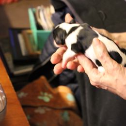 Holstein Bessie - Tri-color Cavalier King Charles Spaniel puppy in Manahawkin, New Jersey from King Charles Cavalier Kennels