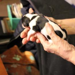 Holstein Bessie - Tri-color Cavalier King Charles Spaniel puppy in Manahawkin, New Jersey from King Charles Cavalier Kennels