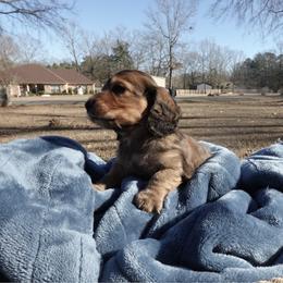Peanut - Red male Dachshund puppy in Texarkana, Texas from Millys Pups