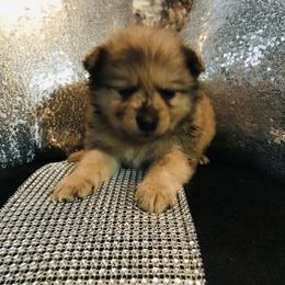 Pomeranian Puppies from Regal Poms