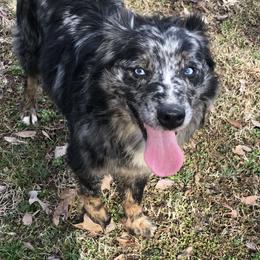 Annie - Australian Shepherd