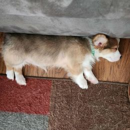 American Corgi, Cane Corso, Pembroke Welsh Corgi, and Rhodesian Ridgeback Puppies from Diamondcrest Inc