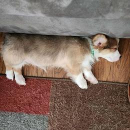 American Corgi, Cane Corso, Pembroke Welsh Corgi, and Rhodesian Ridgeback Puppies from Diamondcrest Inc